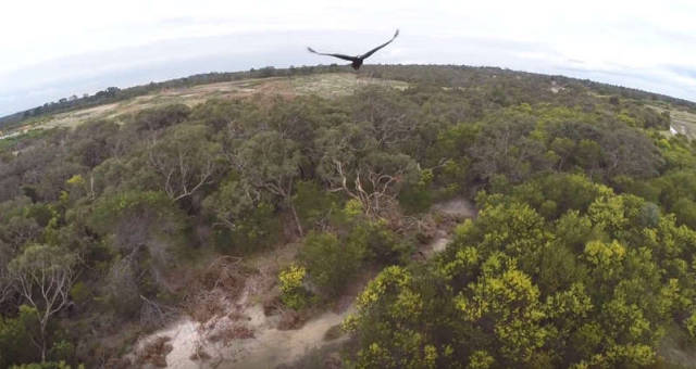 Eagle takes down Drone 