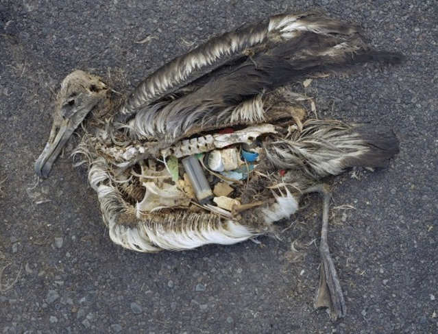 Seabirds have eaten Plastic