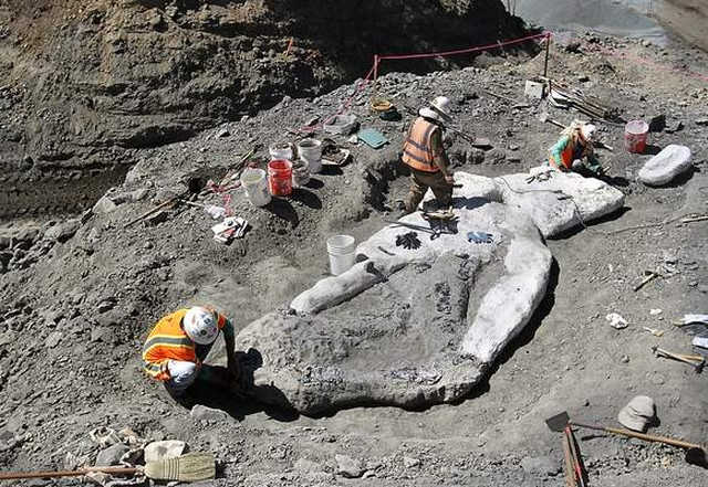 Whale fossil discovered in Santa Cruz mountains
