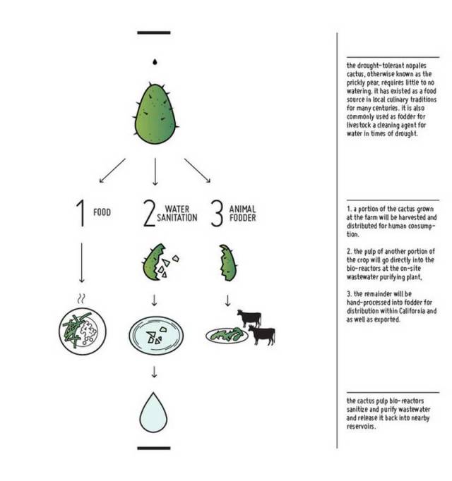 Cactus farming in Californian (3)