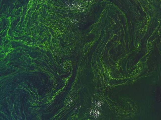 Algal bloom in the Baltic Sea