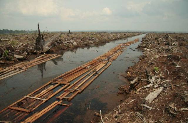 The last batch of sawnwood from the peat forest 