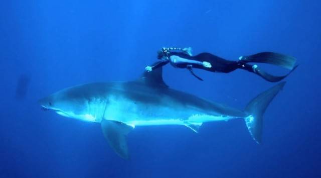 shark with blonde