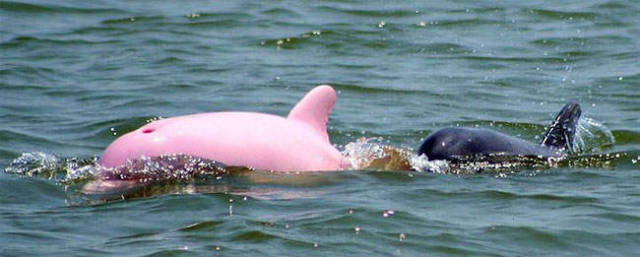 The rare pink dolphin