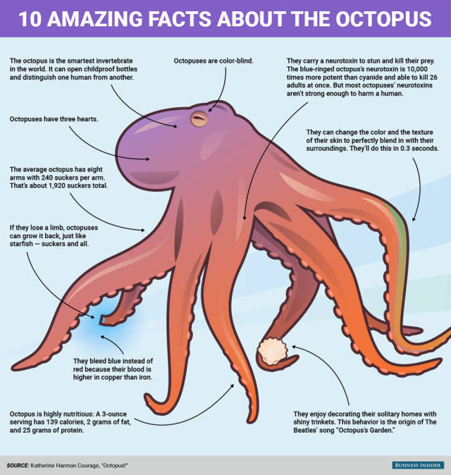This why the octopus is the most incredible creature  (2)