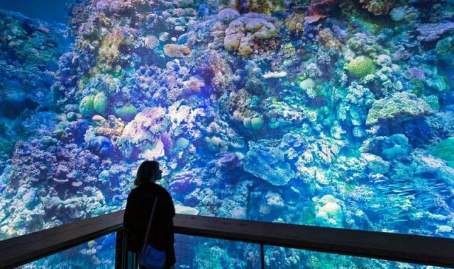 Majestic panorama of the great barrier reef (3)