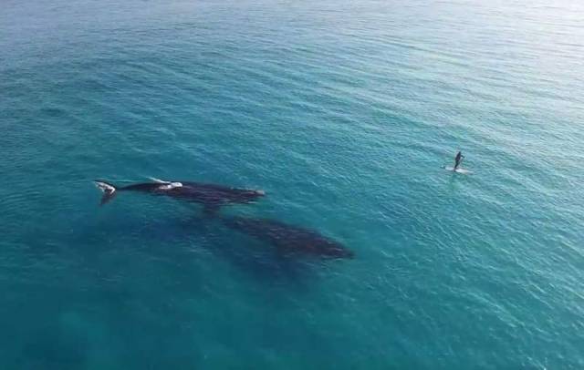 Paddle Boarding with Whales