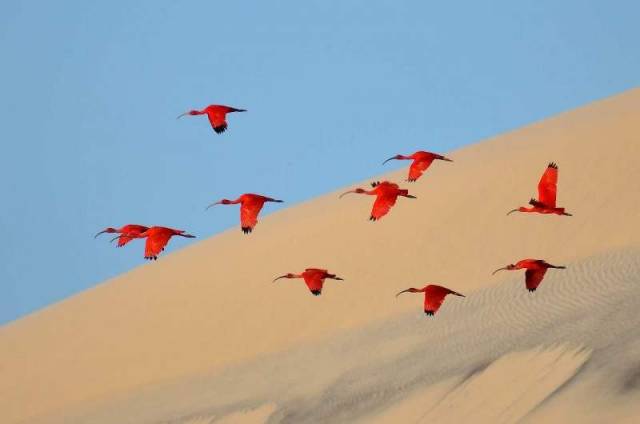 Flight of the scarlet ibis