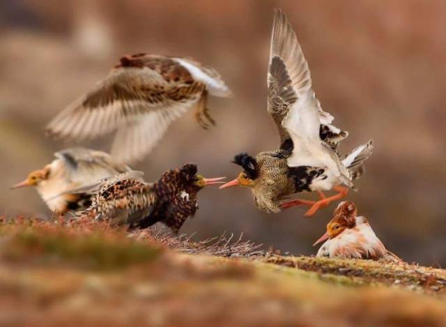 Ruffs on display