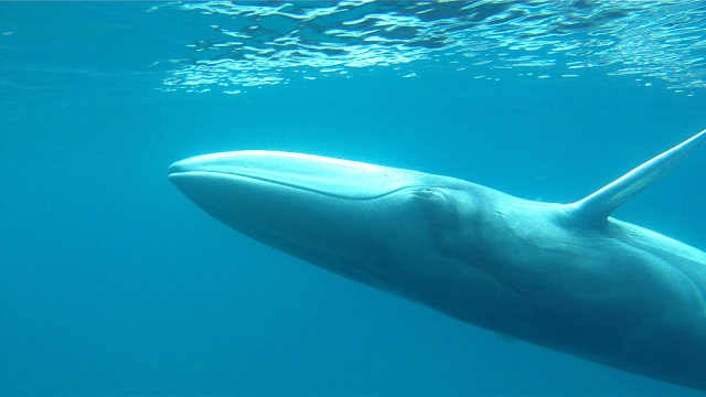 world's rarest species the Omura’s whale