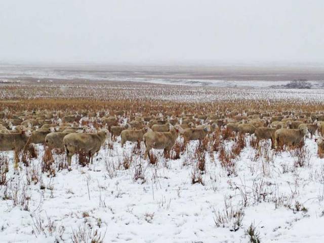 Can you spot the 550 sheep (2)