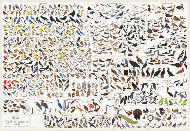Poster containing all the Birds in US (2)