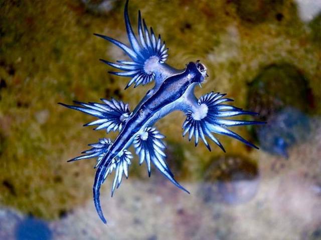 Blue Dragon - Glaucus atlanticus 