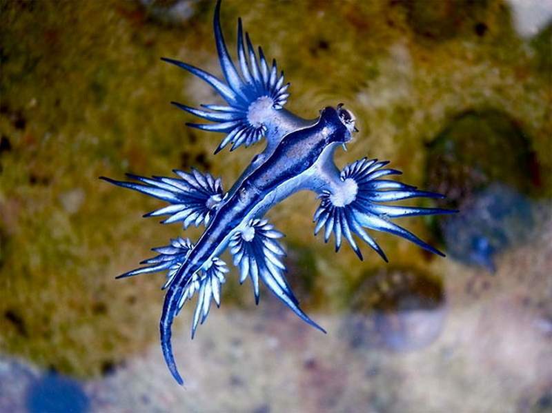 Blue Dragon - Glaucus atlanticus (4)