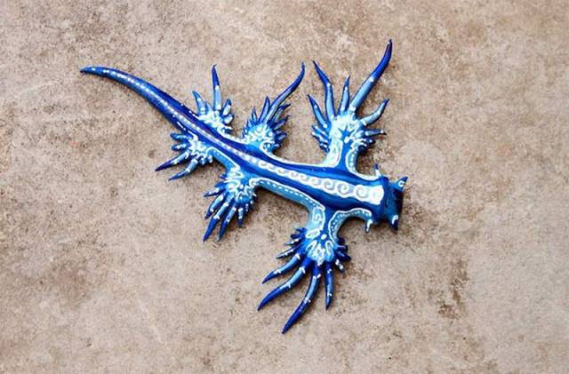 Blue Dragon - Glaucus atlanticus (3)