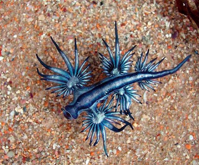 Blue Dragon - Glaucus atlanticus (2)