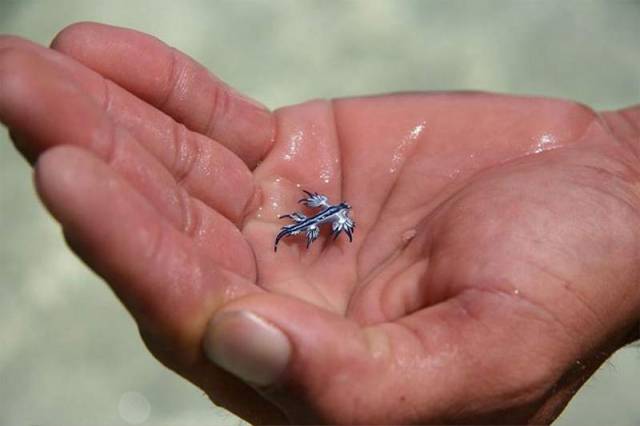 Blue Dragon - Glaucus atlanticus (1)