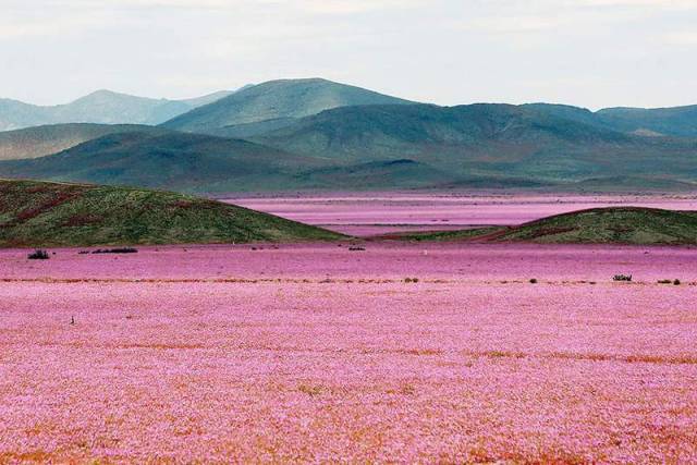 Flowers at the Atacama desert 
