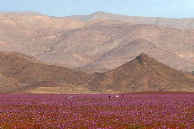 Flowers at the Atacama desert (4)