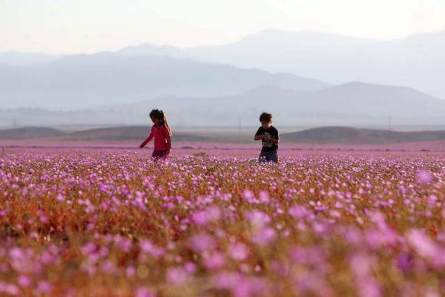 Flowers at the Atacama desert (3)