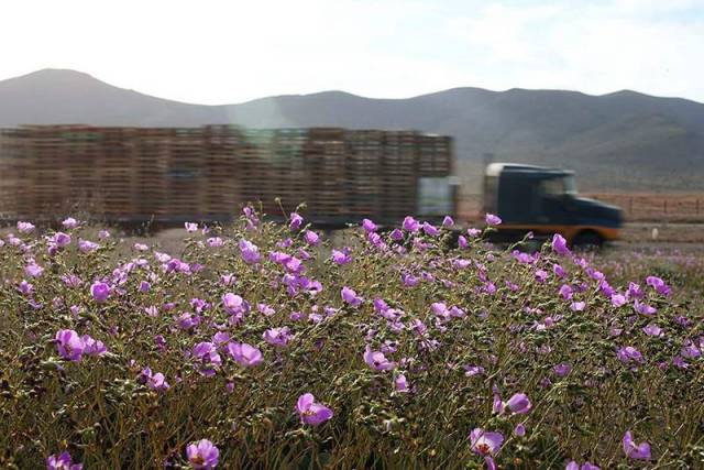 Flowers at the Atacama desert (2)