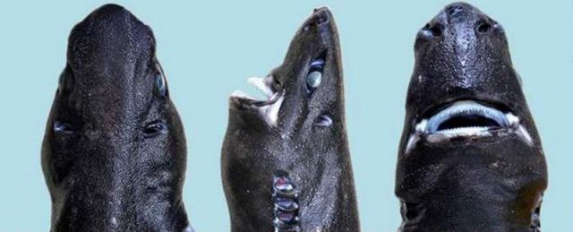 New shark Etmopterus benchleyi