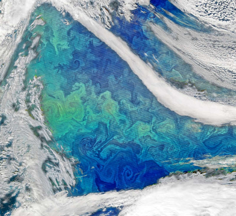 Phytoplankton Bloom in North Atlantic