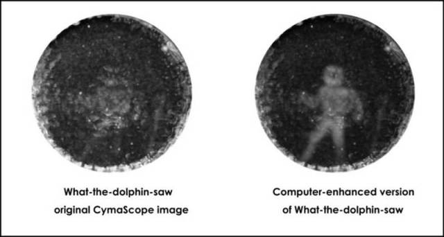 Scientists create first visualization of what a dolphin sees