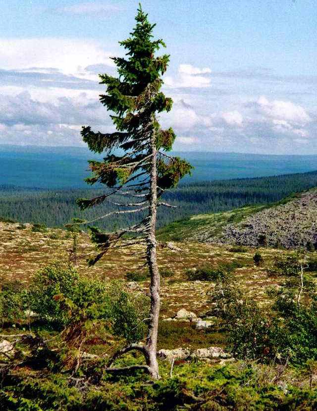 World’s Oldest Tree - Old Tjikko (4)