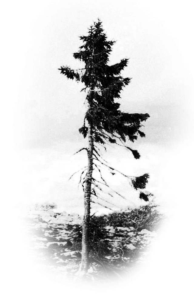 World’s Oldest Tree - Old Tjikko (1)