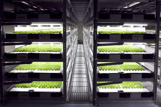 Robotic lettuce factory is under construction in Japan