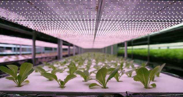 Robotic lettuce factory is under construction in Japan