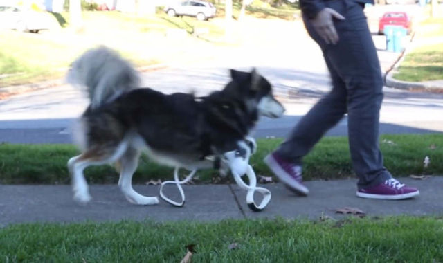 Derby the Dog gets new 3D-printed Legs 