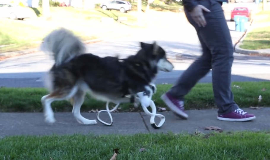 Derby the Dog gets new 3D-printed Legs
