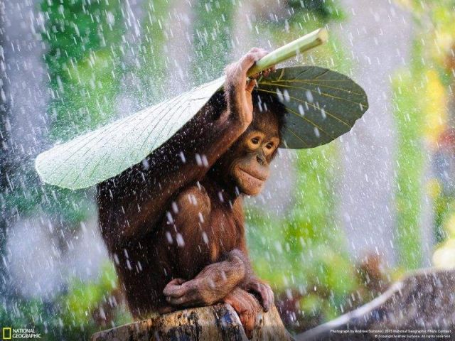 National Geographic reveals its top pictures of 2015 (11)