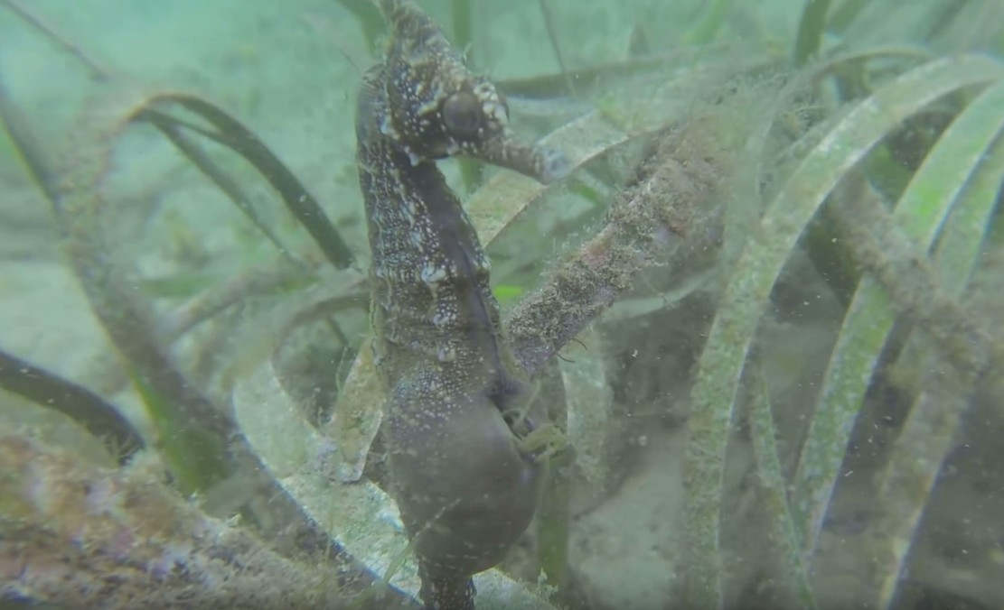 Seahorse giving birth in the wild