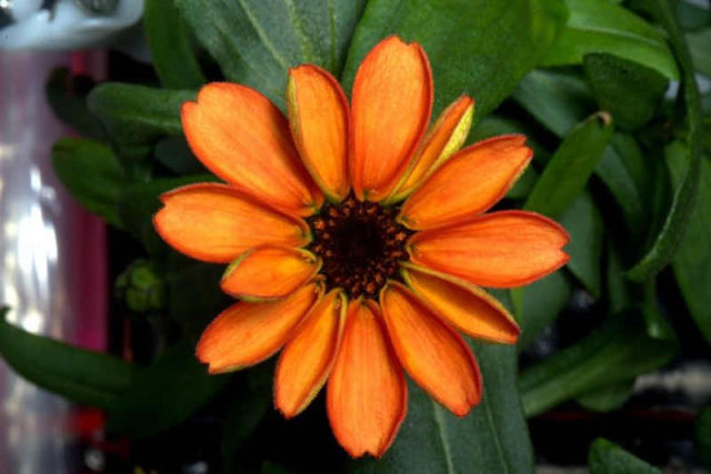 The First Flower Grown in Space