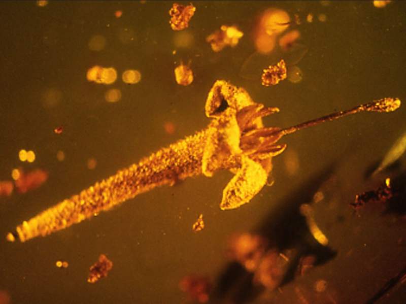 15 million years old Flower perfectly preserved in amber