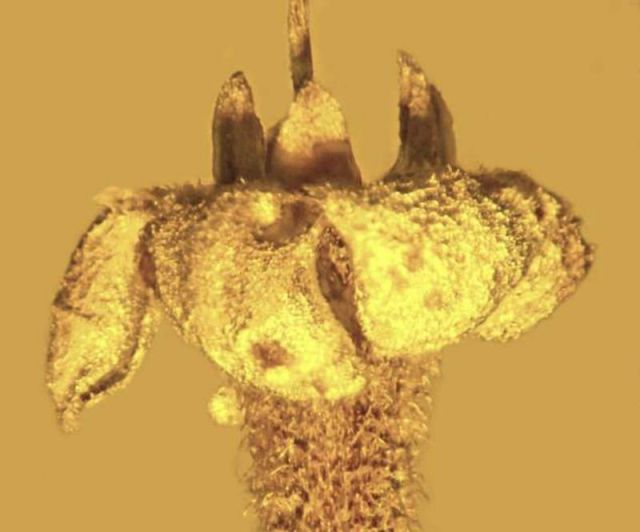 15 million years old Flower perfectly preserved