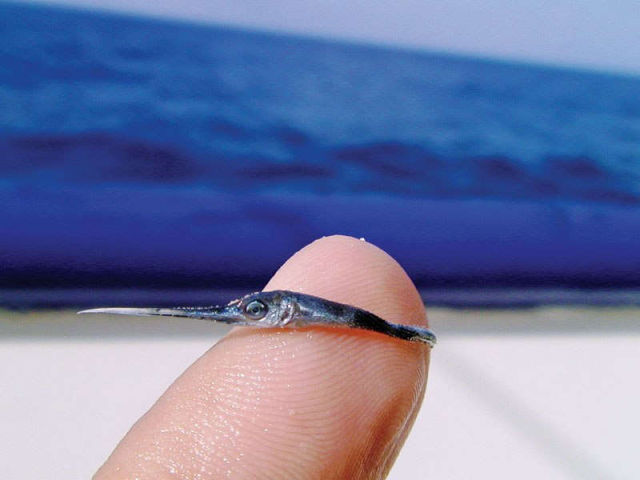 A Baby Swordfish Up Close 