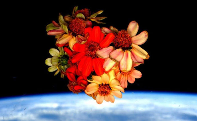 First space zinnias