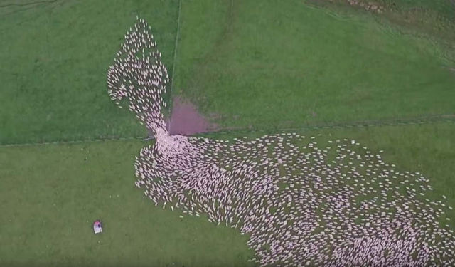 Mesmerising Mass Sheep Herding