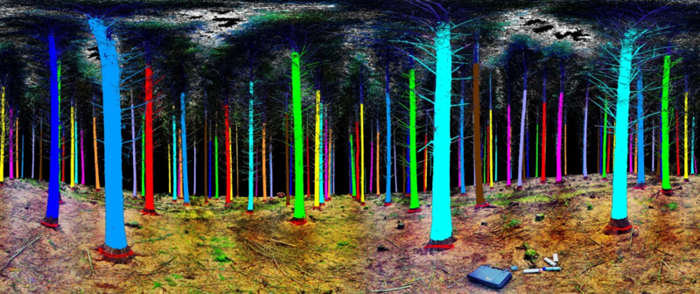 Treemetrics Woodland Laser scan