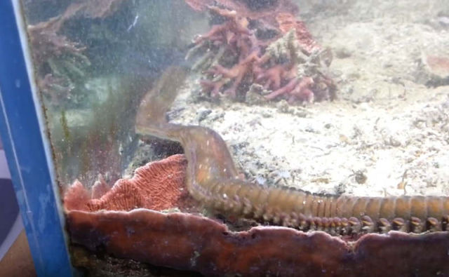 A huge Bristle Worm was living in a Fish Tank