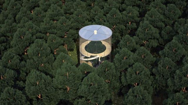 Tubular Glass House built around Tree (4)