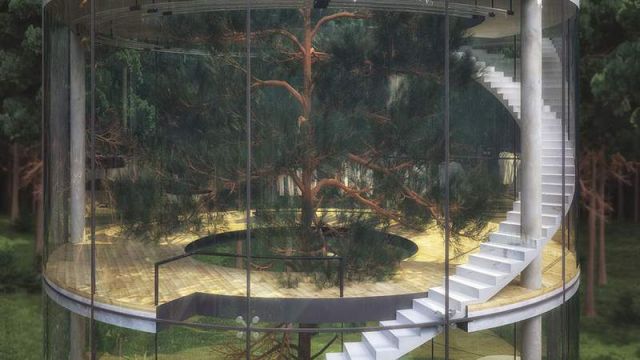 Tubular Glass House built around Tree (1)