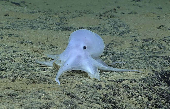 Ghostlike adorable Octopus