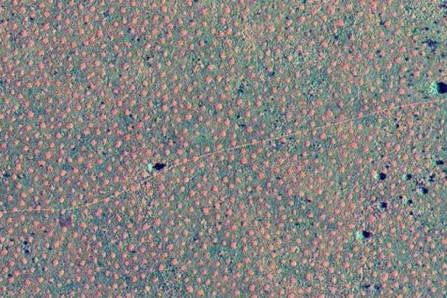 Fairy Circles in Australia