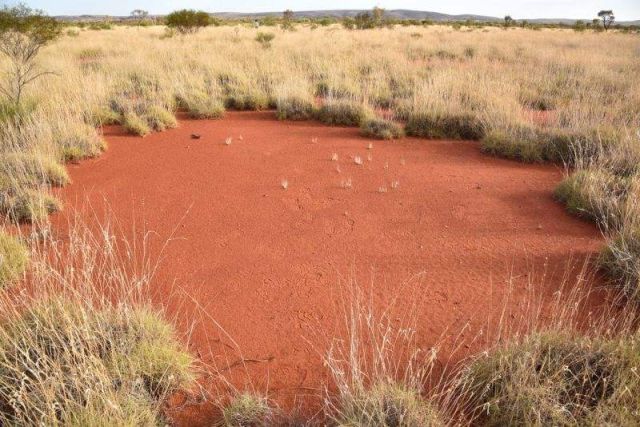 Fairy Circles in Australia