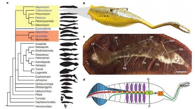 Tully monster prehistoric sea creature (2)